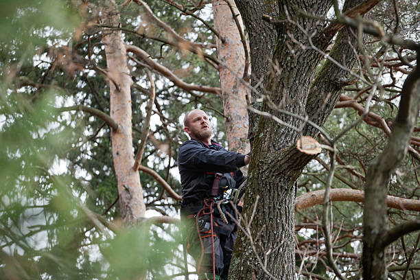 How Our Tree Care Process Works  in  Kings Mountain, NC
